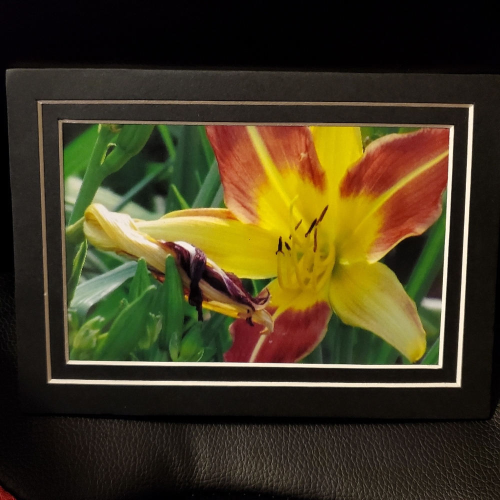 Photo of a lily